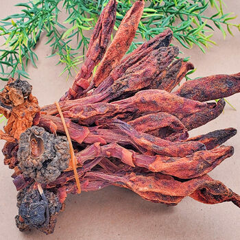 云南回春草深山不出头鹿仙草粉泡酒的药材男性持100g久不老草 大棵