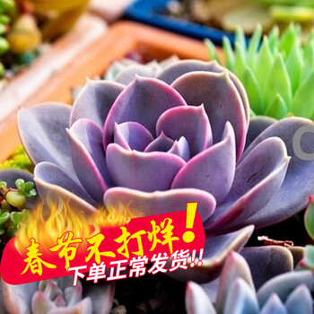 哆啦园艺多肉植物24款多肉新品低价区办公室室内植物肉肉植物盆栽玉露吉娃娃紫珍珠 图片价格品牌报价 京东