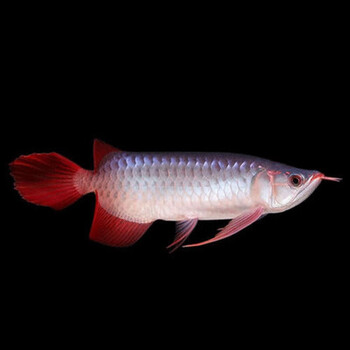 顺丰发货红龙鱼金龙鱼活鱼练手幼苗热带鱼观赏鱼过背高背金龙小鱼严选