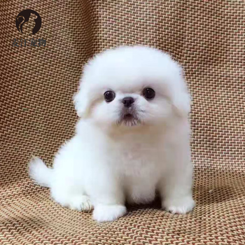 绿柒号 京巴犬幼犬 京巴犬活体纯种京巴狗北京犬小型犬长毛京巴狮子狗