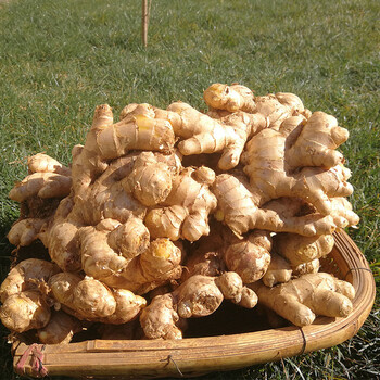 10斤 云南小黄姜生姜老姜 农家自种新鲜土姜姜黄鲜姜