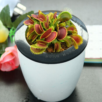 食虫植物 茅膏菜猪笼草食人花室内驱蚊植物阳台盆栽驱蚊草 b52捕蝇草