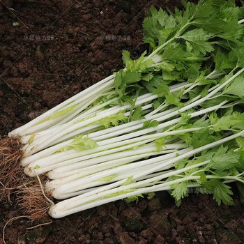 寿光蔬菜种子 山东土芹菜种子 四季芹菜种子 香芹小芹菜籽 芹菜苗