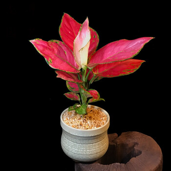 吉利红如意皇后大红竹芋盆栽植物室内办公室净化空气吸甲醛花卉 吉利