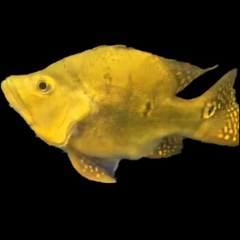 楠苑秋颖球体巴西亚蓝帆眼斑申古三间起头短身虫纹巴西亚横带五间三间