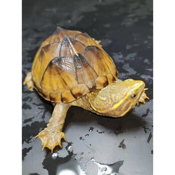 麝香龟深水龟鱼缸混养迷你宠物龟观赏龟蛋龟剃龟水产活物小乌龟 金黄