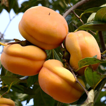 磨盘柿子 北京房山新鲜软柿子爆甜懒柿磨盘盆柿当季水果整箱脆水晶 5