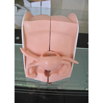 医用女性生殖器模型宫颈子宫卵巢妇科检查生殖私密教学1比1软 默认