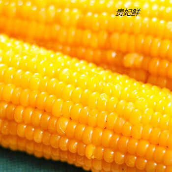 贵妃鲜【出口品质】非转基因特等甜白糯玉米真空包装糯米新鲜糯玉米棒