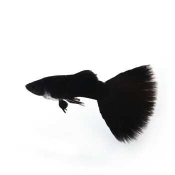 黑木炭孔雀鱼 黑礼服纯种精品热带观赏鱼胎生鱼活体 单公1条(3~4cm)