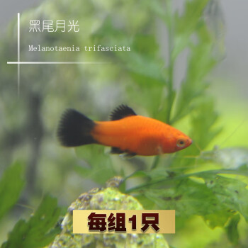 易萌胎生鱼玛丽鱼皮球鱼红箭红玛丽米奇牡丹除油膜鱼胎生鱼热带观赏鱼活体鱼2cm黑尾月光 图片价格品牌报价 京东