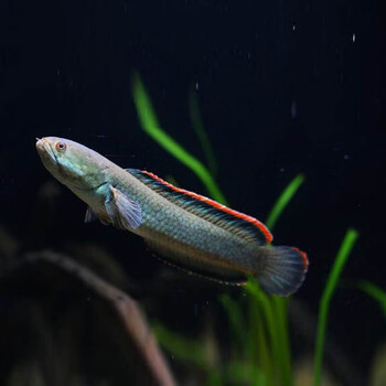 渔场直发雷龙鱼活体小型彩虹雷龙鱼活体观赏鱼雷龙淡水鱼凶猛鱼耐养69