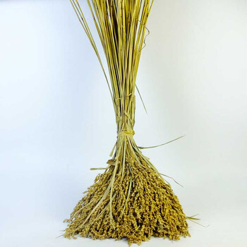 稻杆干稻穗稻谷子干花摆设装饰成熟水稻结婚庆祝拍摄影道具橱窗装 80