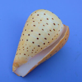 【京东好货】智帅家居 海螺贝壳黑黄玉米螺鱼缸造景装饰摄影地中海