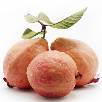 七抒红肉西瓜芭乐苗红心番石榴树苗南方种植四季正宗嫁接果苗盆栽 胭