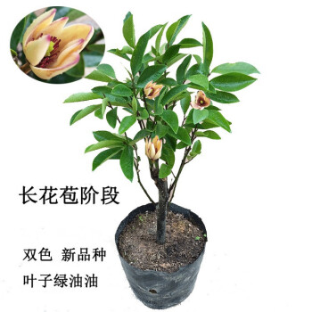 含笑花苗盆栽室内浓香型四季花卉植物庭院阳台当年开花四季青耐寒 5年苗50~60cm 不含盆