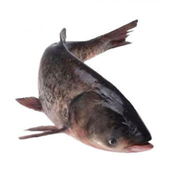 胖头鱼新鲜鲢鱼大头鱼花鲢白鲢鱼鲢鳙鲜活现杀大鲢鱼包头鱼鲢雄鱼