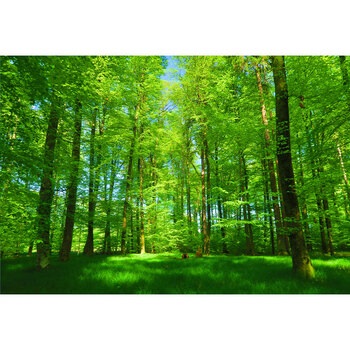 阳光大森林树林绿草地大自然风景画墙贴自粘装饰画贴纸树木画 图1 70
