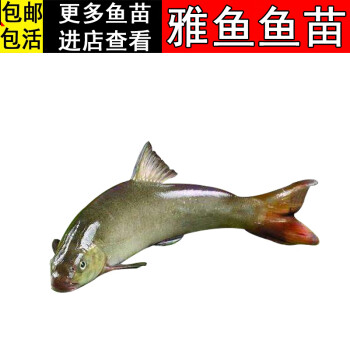 【順豐快遞】雅魚苗 冷水魚 裂腹魚 細鱗魚 陰河洋魚苗 食用魚苗 淡水