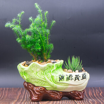 可爱家用客厅书房花盆办公室花盆摆件 大号财源茂盛 小松树 十二卷