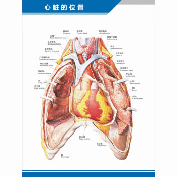 心臟的位置(豎版) 32寸(60x80釐米) 防水防曬背膠(背面有膠