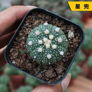 鑫干和(xinganhe)星兜西瓜球仙人球多肉植物盆栽肉肉新手植物办公室