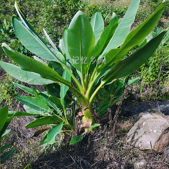 流彗地涌金莲盆栽云南地涌金莲带花苞苗盆栽巨型花卉绿植观赏大花植物
