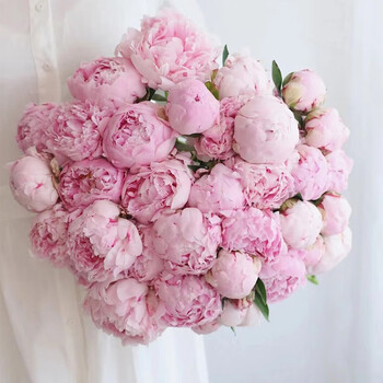 进口 莎拉10枝 a 级山东重瓣大花 不含花瓶