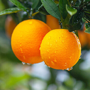 精选热购湖北秭归脐橙新鲜夏橙薄皮橙子现摘现发应季水果整箱橙子5斤