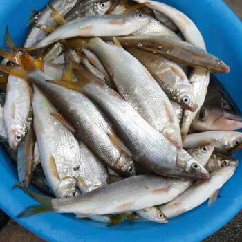 黄尾鯝鱼苗黄片鱼苗黄尾鱼苗黄鱼苗黄姑子淡水养殖鱼苗冷水鱼苗 黄尾