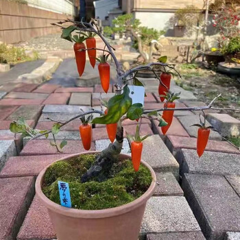 山头林村老鸦柿盆景老鸭柿盆栽梦之雫品种瑰宝金蛋子独孤果母苗金弹子