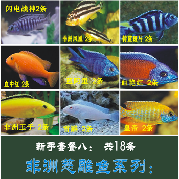 包损非洲三湖慈鲷鱼马鲷活体非洲王子斑马热带鱼活体金鱼淡水鱼观赏鱼宠物活体宠物蓝2血2非2王2雪2特2白2黄2艳2 慈雕套餐八4 图片价格品牌报价 京东