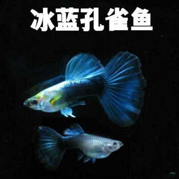 冰藍大耳鴻運當頭全紅藍禮服莫斯科藍熱帶小型胎生魚冰藍1孔雀魚2條