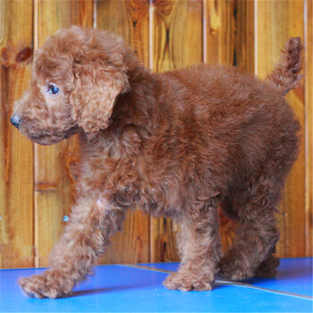 泰迪犬巨贵犬活体幼犬纯种宠物狗宠物玩具体微小体茶杯体泰日天真健康