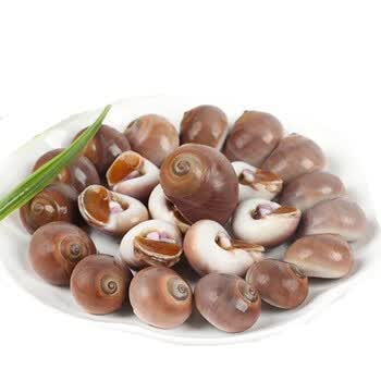 春光岛香螺鲜活玉螺鲜活肚脐螺小香螺大菜园新鲜扁玉螺15kg3斤