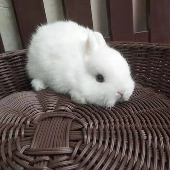 宠物兔子活体 侏儒兔活体迷你海棠 小体活物宠物兔长不大 纯白侏儒兔1