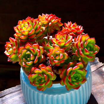 迈乐佳彩色浆果盆栽绿植花卉多肉多肉植物组合室内植物含盆土栽好种好