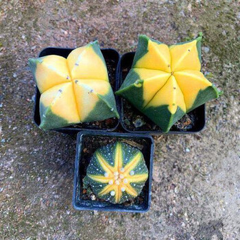 多肉植物开花可爱仙人球掌组合花卉大全小盆栽养不死办公桌 嘉瑰 西瓜