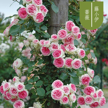 蔷薇花苗爬藤玫瑰大花蔷薇四季开花藤本月季别墅庭院阳台花卉绿植a 藤小伊3年生2颗装次年开花 图片价格品牌报价 京东