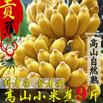 阿树尚香蕉 广西小米蕉大香蕉 芭蕉 新鲜水果 生鲜 甄选五斤装