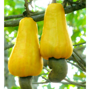 腰果树苗 地栽盆栽树苗 南方北方种植果树苗 二年苗【拍下品种备注】