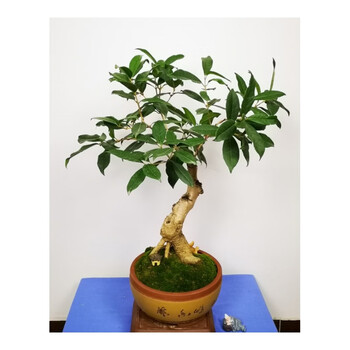 桂花盆景日香桂艺园树苗流苏嫁接桂花老桩四季开红花盆栽客厅室内 日