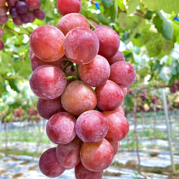 云南-建水-妮娜皇后葡萄500g上市尝鲜 500g