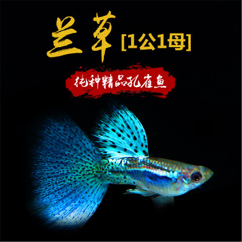 孔雀魚活體大耳朵全紅巴西紅扇冰藍種魚天空藍黃禮服黃金蕾絲紅綠燈紅