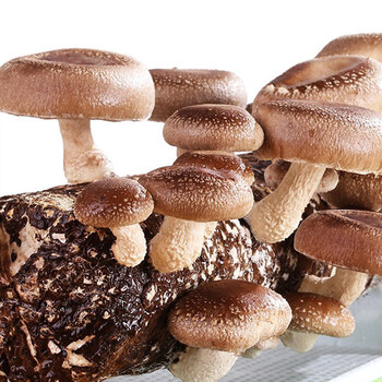 神禾 香菇菌种菌包蘑菇种植包家庭种儿童 香菇菌包2个约2kg