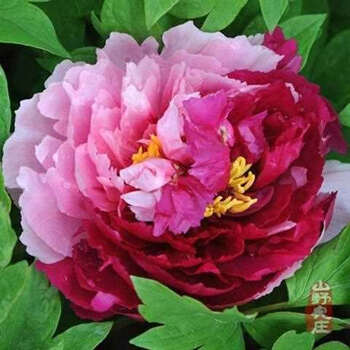 牡丹:二乔 1包【20粒/包】