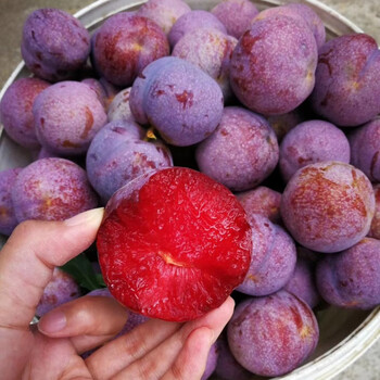 春光岛信宜钱排银妃三华李当季新鲜红心李子脆酸甜水果现货 3斤