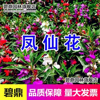 凤仙花种籽学生实验指甲花四季易种花籽花种子易活开花盆栽花籽花卉种子碧鼎凤仙花种子1斤 图片价格品牌报价 京东