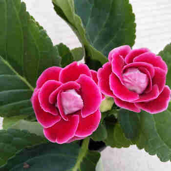 意轩重瓣大岩桐盆栽花苗富贵芙蓉花卉观花植物带花发货四季开花 大岩桐红色