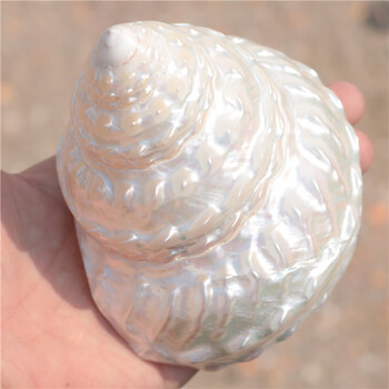 天然贝壳海螺珍珠塔螺荧光塔螺天然塔螺家居鱼缸水族装饰贝壳中号910